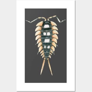 Porcellio expansus orange Isopod Posters and Art